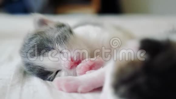 搞笑视频两只宠物可爱新生小猫睡眠生活方式团队合作床上宠物概念宠物概念小猫视频的预览图
