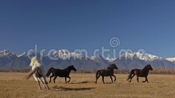 走路和跑马在白雪皑皑的山上马群在草原上奔跑速度慢运动视频的预览图