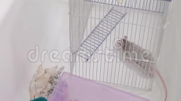 照顾宠物啮齿动物老鼠的年轻女人在浴室里清洗笼子视频的预览图