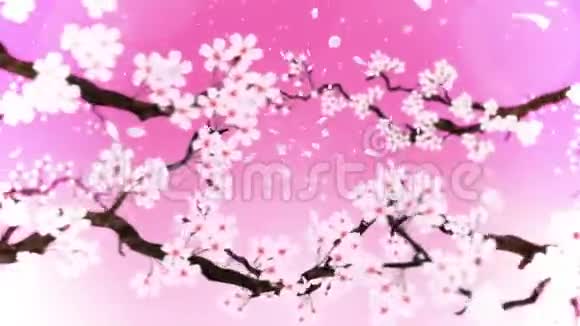 樱花盛开樱桃树枝樱花粉红色樱花粉色背景CG循环动画视频的预览图