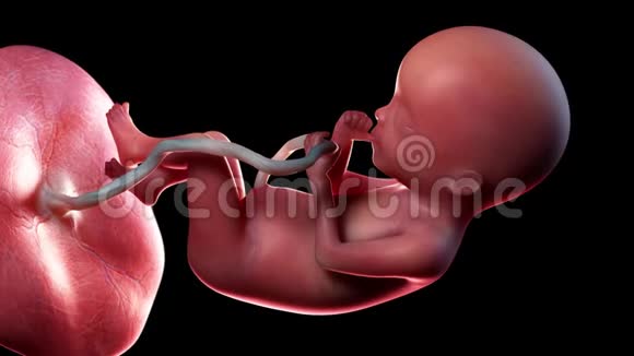 人类胎儿第20周视频的预览图