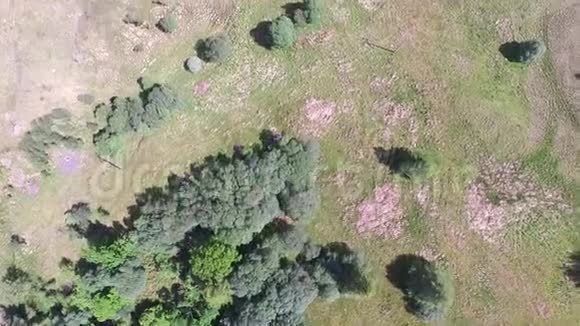 阿尔盖尔森林的空中飞行视频的预览图