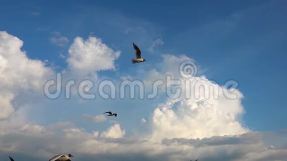 一群海鸥在美丽的多云天空中缓慢地飞翔视频的预览图