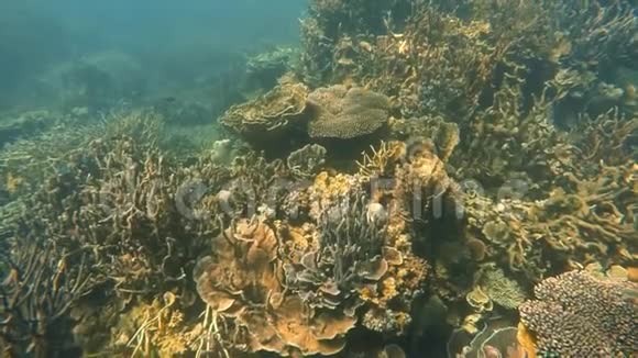 澳大利亚海的珊瑚礁视频的预览图