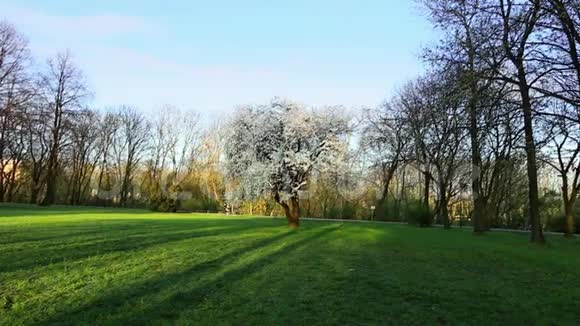 春天在公园里视频的预览图