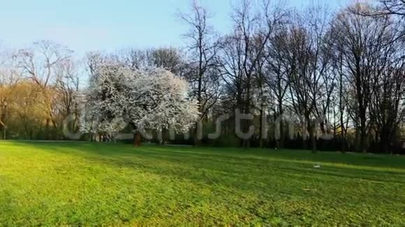 春天在公园里视频的预览图