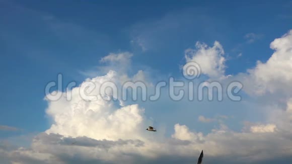一群海鸥在美丽的多云天空中缓慢地飞翔视频的预览图