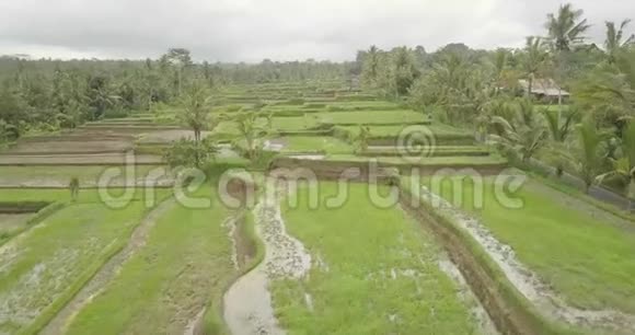 印度尼西亚巴厘水稻梯田4K视频的预览图