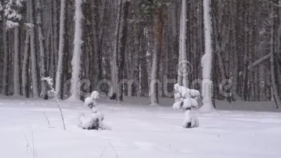 冬天的松林下着雪圣诞树下着雪视频的预览图