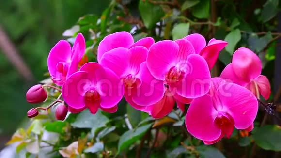 热带花园中的蝴蝶兰粉红色兰花视频的预览图