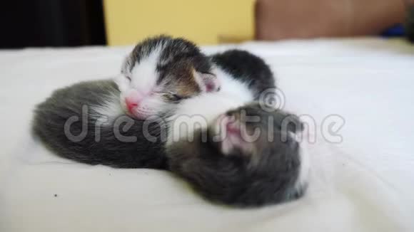 搞笑视频两只宠物可爱新生小猫睡觉团队在床上宠物概念宠物概念小宠物生活方式视频的预览图