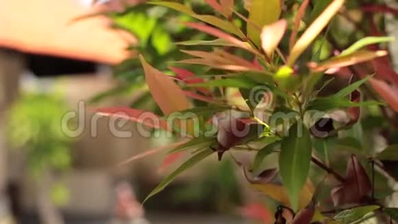 绿色的热带树叶阳光明媚的一天在热带岛屿巴厘岛印度尼西亚视频的预览图