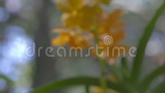 兰花花在兰花园的冬季或春季为美丽和农业概念设计万达兰花视频的预览图