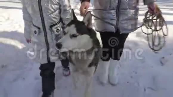 美丽的女人和小孩在冬天的森林里和哈士奇的狗散步快乐的年轻母亲和女儿视频的预览图