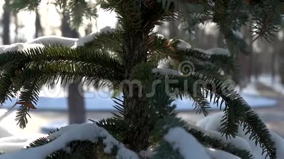 冬天云杉靠近视频的预览图