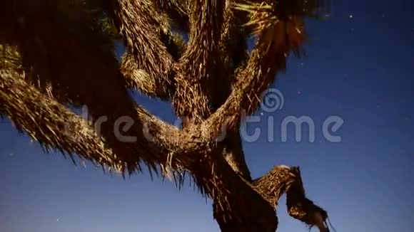 满月之夜约书亚树时光流逝斜盘视频的预览图