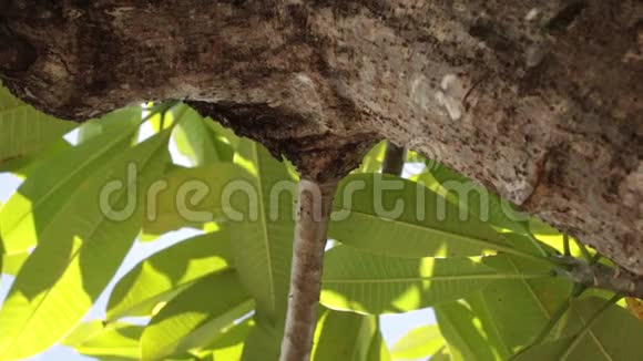 绿色的热带树叶阳光明媚的一天在热带岛屿巴厘岛印度尼西亚视频的预览图