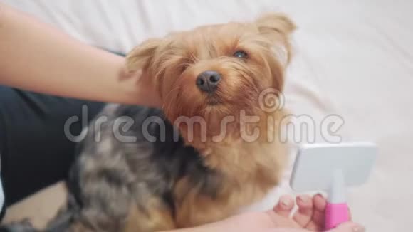 女人刷她的生活方式狗狗搞笑视频女孩梳一点毛茸茸的狗宠物护理使用梳子的女人视频的预览图