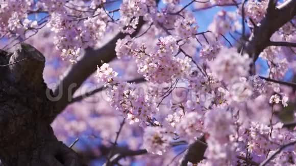樱花春季樱花视频的预览图