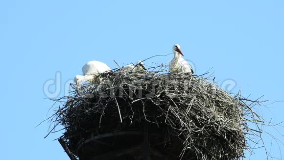 鹳在屋顶的巢里视频的预览图