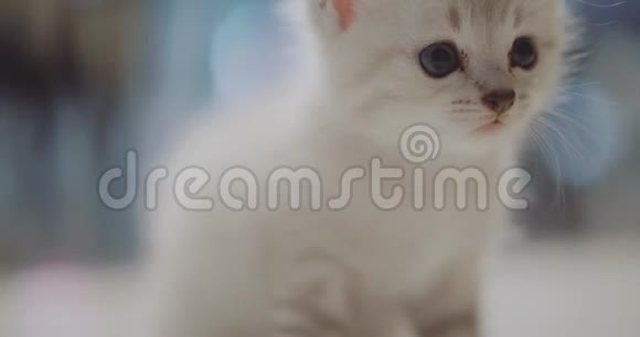 可爱的小白小猫视频的预览图