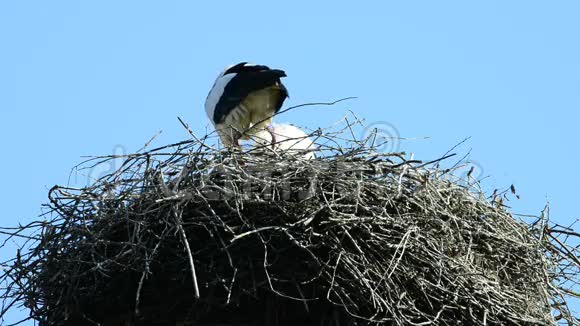 鹳在屋顶的巢里视频的预览图