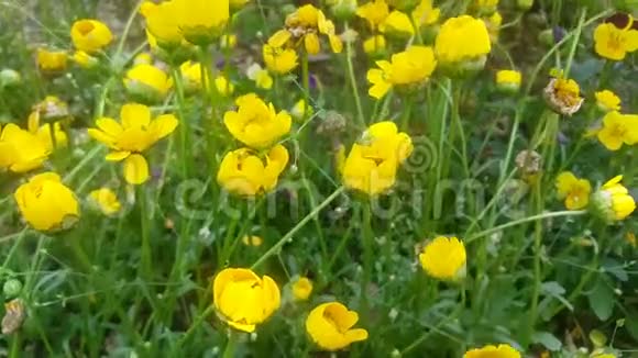 绿叶背景下可爱的黄色花朵的近景视频的预览图