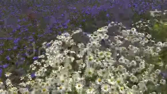 夏日田野上美丽的野花视频的预览图