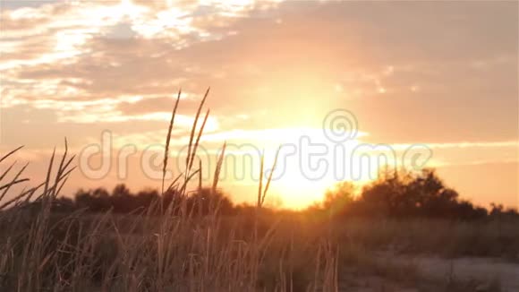 五彩缤纷的日落背景下的草地视频的预览图