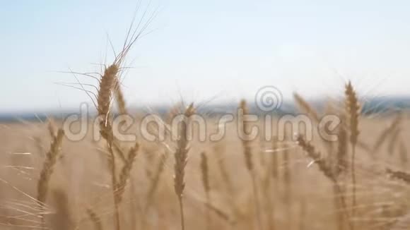 小麦麦田日落景观慢动作视频农民智慧农业生态理念麦田耳朵视频的预览图
