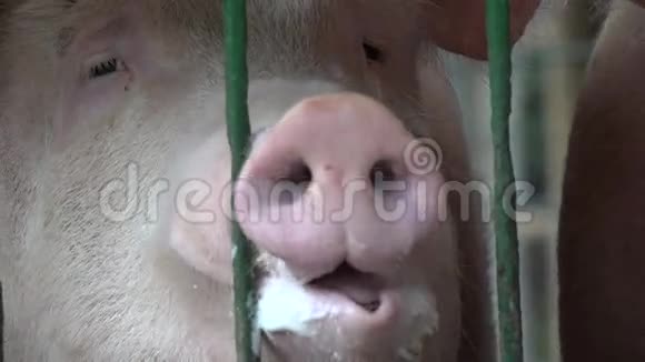 猪猪猪农场动物视频的预览图
