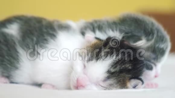 两只可爱的生活方式新生的小猫在床上集体睡觉宠物概念宠物概念小猫在小猫身上纹状的睡眠视频的预览图