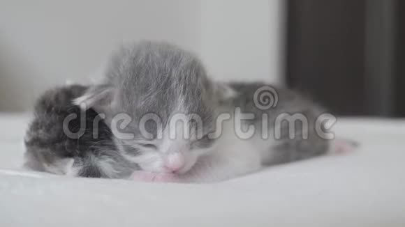 生活方式搞笑视频两只可爱的新生小猫睡觉团队在床上宠物概念宠物概念小猫条纹视频的预览图