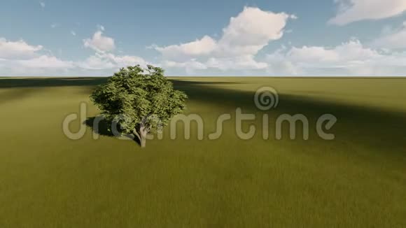 夏季草地上的一棵树视频的预览图