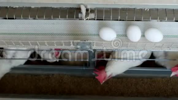 养鸡的家禽养殖场鸡蛋经过运输商鸡蛋工厂视频的预览图