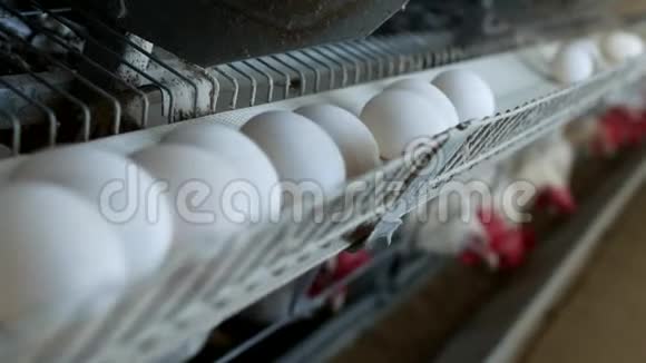 养鸡的家禽养殖场鸡蛋经过转运鸡蛋养殖视频的预览图