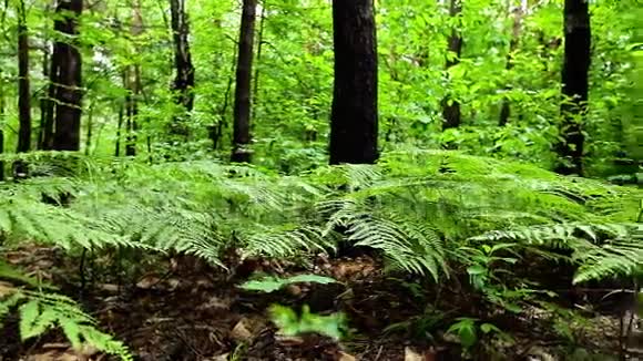 大型热带蕨类植物视频的预览图