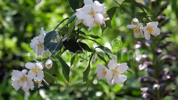 美丽的小白花自然轻盈视频的预览图