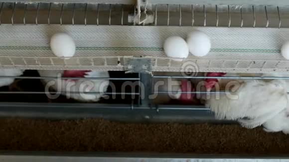 养鸡的家禽养殖场鸡蛋经过鸡和蛋生产视频的预览图