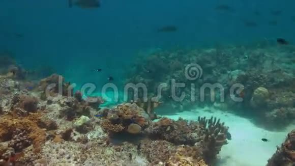 多彩珊瑚礁白鳍鲨及丰富鱼类4k视频的预览图