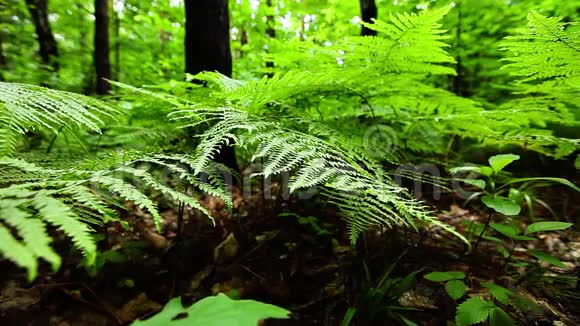 大型热带蕨类植物视频的预览图