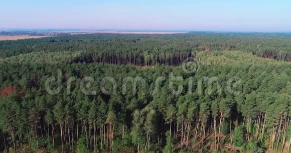 砍伐老松林砍伐鸟瞰图工业规模的砍伐森林砍伐森林视频的预览图