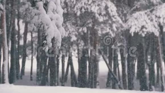 冬天的松林下着雪圣诞树下着雪视频的预览图