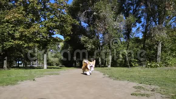 有趣的威尔士科吉毛茸茸的狗在户外散步视频的预览图