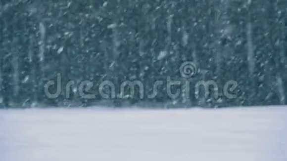 冬季松林降雪圣诞树飘雪慢动作视频的预览图