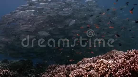 杜巴塔哈礁4k大眼特雷瓦利斯学校视频的预览图