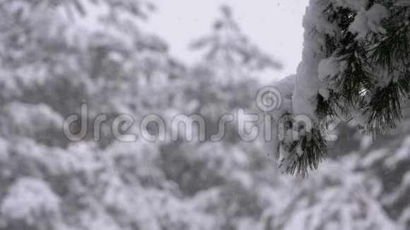 冬天的松林下着雪圣诞树下着雪视频的预览图