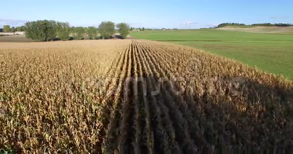 空中观景和穿越玉米地的旅行镜头视频的预览图