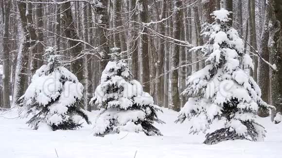 冬天在森林里下雪柔和的圣诞节早晨下雪视频的预览图