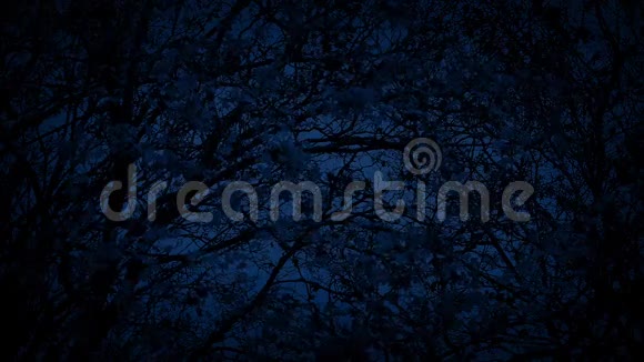 夜晚微风中的树视频的预览图